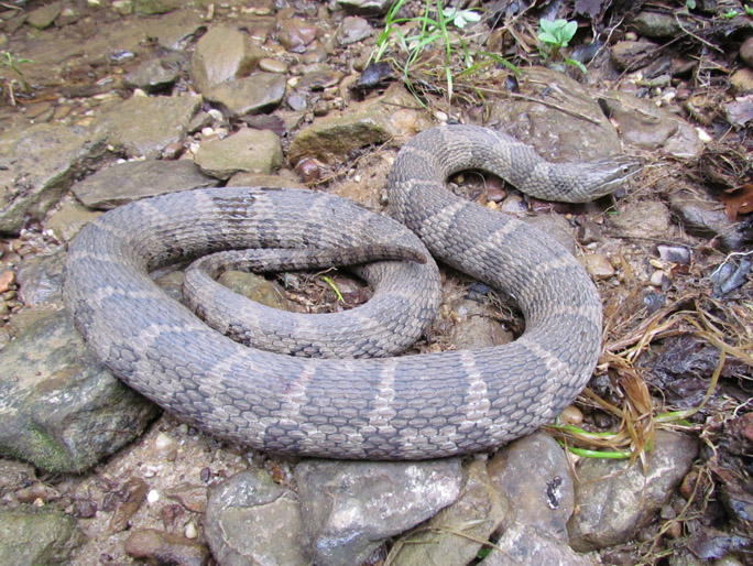 Northern Water Snake